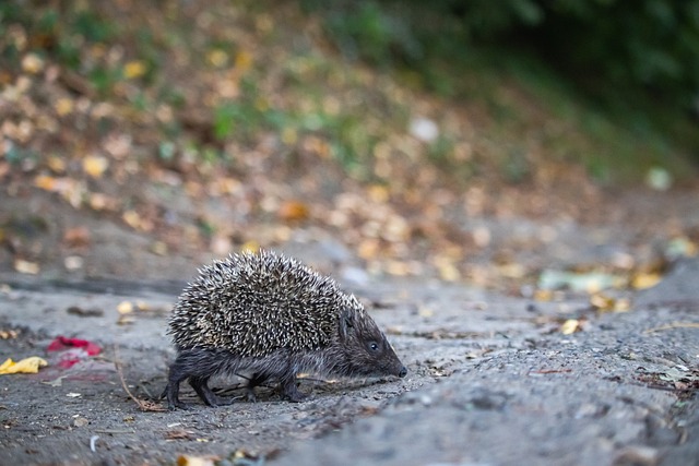 她人生中首 她人生中首